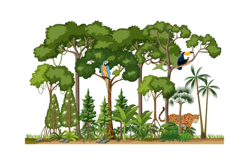 Como preservar a floresta Amazônica